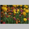 tulpe05.jpg
