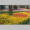 tulpe08.jpg