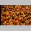 tulpe10.jpg
