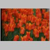 tulpe13.jpg