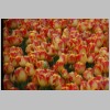 tulpe14.jpg