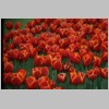 tulpe16.jpg