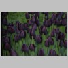 tulpe17.jpg
